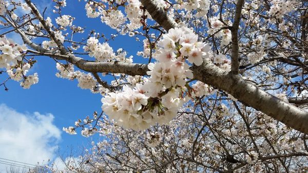 長嶺公園のさくらは満開です！！サムネイル