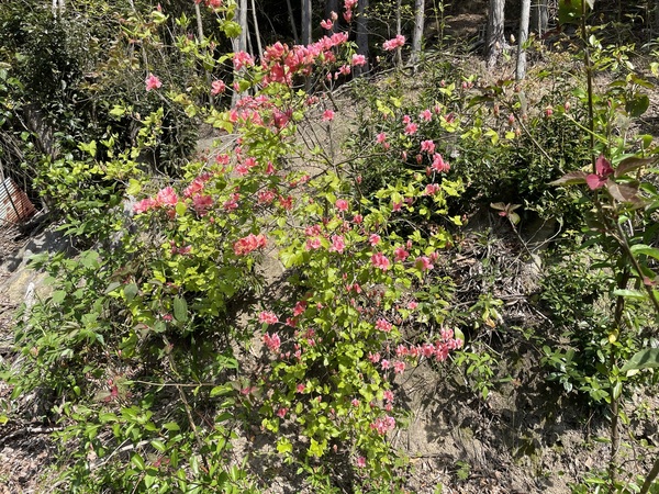 田舎のくらし：山にはツツジが咲き、田んぼは田植えが終わりました！！サムネイル