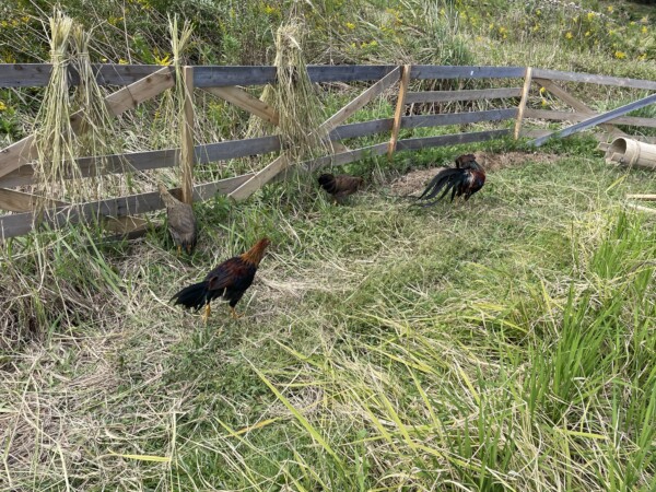 天草に住まう！サムネイル