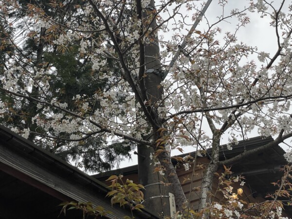 自然に暮らす　庭先もよう　　桜の花が咲きました！！サムネイル