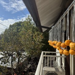 自然の恵み・・・干し柿造り！！サムネイル